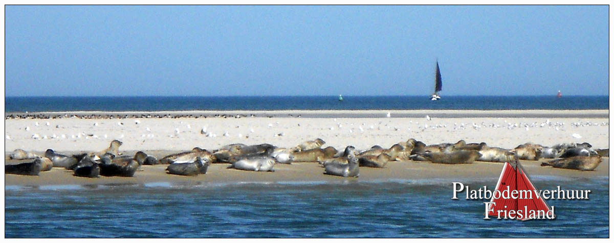 Zeehonden op de Waddenzee
